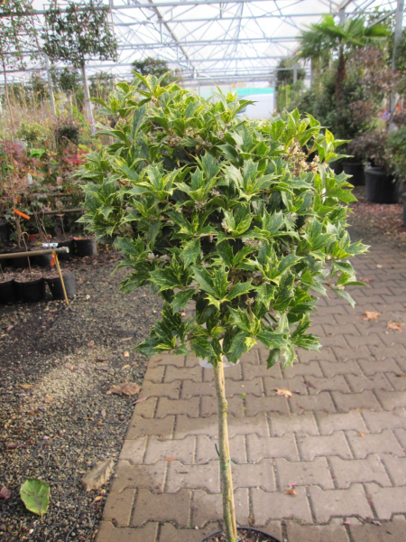 Osmanthus heterophyllus Goshiki
